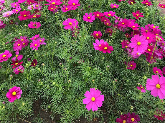 澄迈阳台鲜花|设计绿化庭院